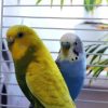 Blue And Yellow Budgerigars paint by number