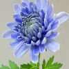 Blue Chrysanthemum paint by numbers