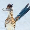 Blue Tailed Roadrunner paint by number