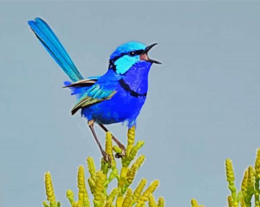 Blue Wren Bird paint by numbers