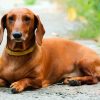 Brown Doxie Daschsund paint by number