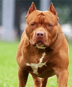 Brown Pitbull paint by numbers