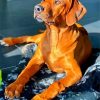 Brown Ridgeback paint by number