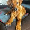 Brown Ridgeback Puppy paint by number