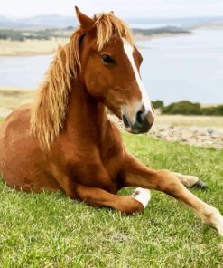 Brown Brumby Horse Animal paint by numbers