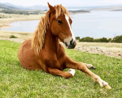 Brown Brumby Horse Animal paint by numbers