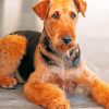 Brown Dog Airedale Terrier paint by number