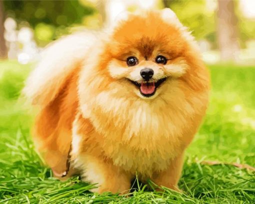 Brown Pomeranian paint by number