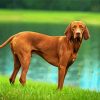 Brown Vizsla paint by number