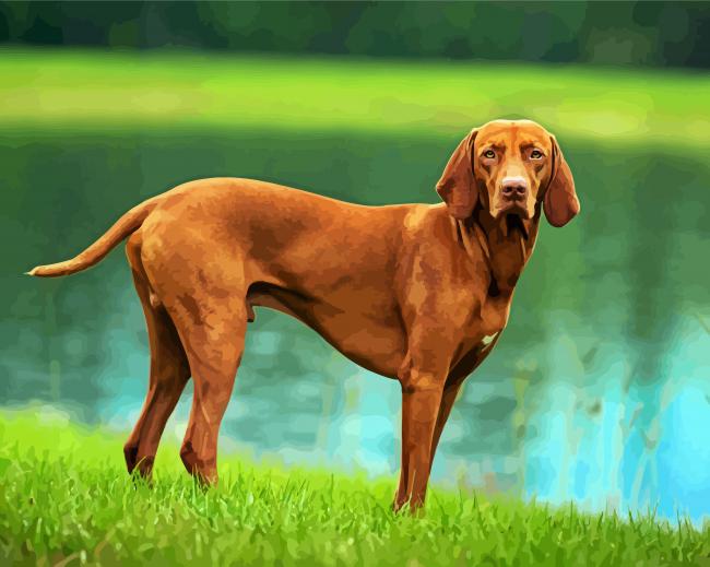 Brown Vizsla paint by number