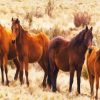 Brumbies Brown Flock paint by number