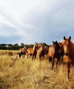 Brumby Flock paint by number