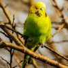 Budgerigar Bird paint by number