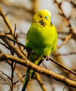 Budgerigar Bird paint by number