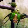 Budgerigar Birds paint by number