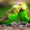 Budgerigar Couple paint by number