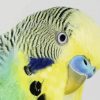 Budgerigar Head paint by number