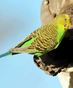 Budgerigar On Tree paint by numbers