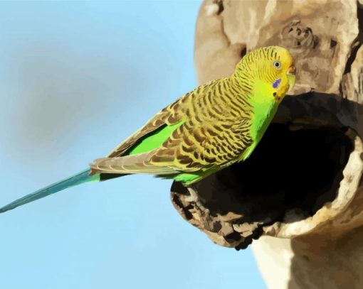 Budgerigar On Tree paint by numbers