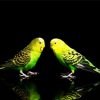 Budgerigars Birds paint by numbers