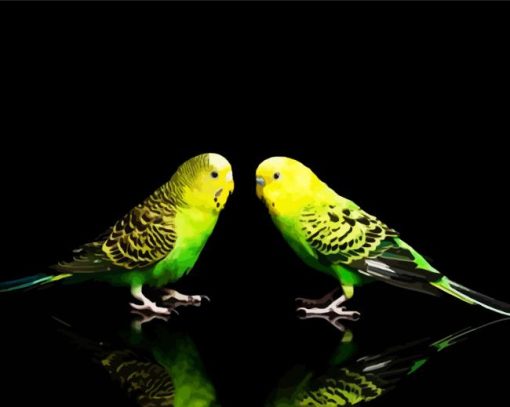 Budgerigars Birds paint by numbers