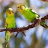 Budgerigars On A Branch paint by numbers