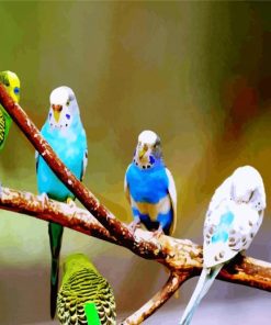 Budgies On Branch paint by number