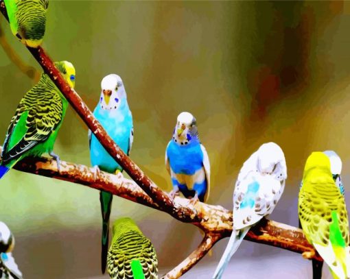 Budgies On Branch paint by number