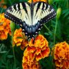 Butterfly On Marigolds paint by numbers