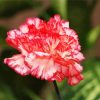 Carnations Flowers paint by numbers