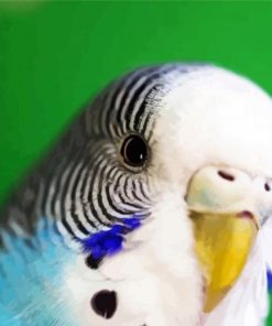 Close Up Budgerigar paint by number