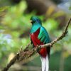 Colorful Quetzal Bird paint by numbers