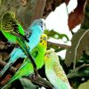 Colorful Budgerigars Birds paint by number