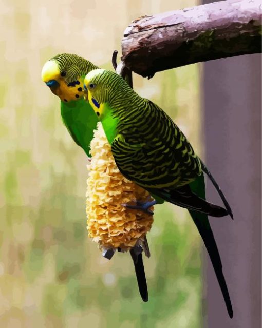 Colorful Budgerigars paint by number