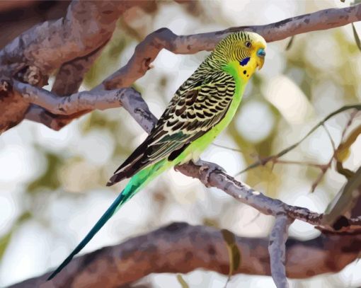 Colorful Parakeet Budgerigar Bird paint by number