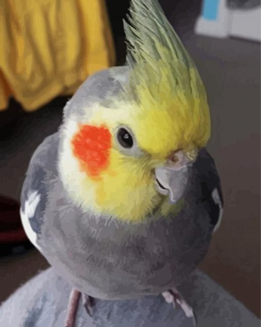 Cute Cockatiel Bird paint by numbers