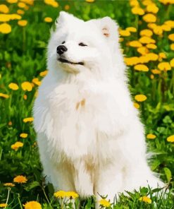 Cute Samoyed paint by numbers