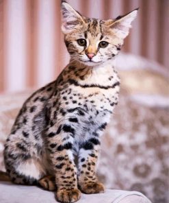 Cute Savannah Cat Animal paint by number