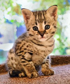 Cute Savannah Kitten paint by number