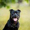 Cute Staffy Puppy paint by number