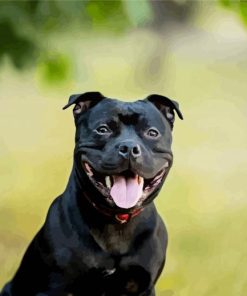 Cute Staffy Puppy paint by number