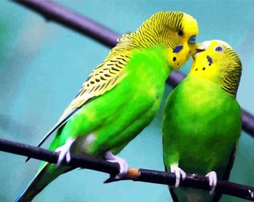 Cute Budgerigars paint by numbers