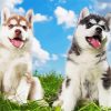 Cute Huskies paint by number