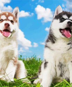 Cute Huskies paint by number