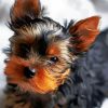 Cute Little Yorkshire Terrier paint by numbers