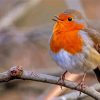 Cute Robin Bird paint by numbers