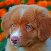 Cute Toller Puppy paint by number