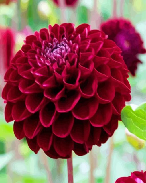 Dark Red Dahlia Flower paint by numbers