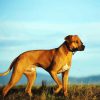 Dog Rhodesian Ridgeback paint by numbers