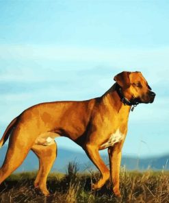 Dog Rhodesian Ridgeback paint by numbers